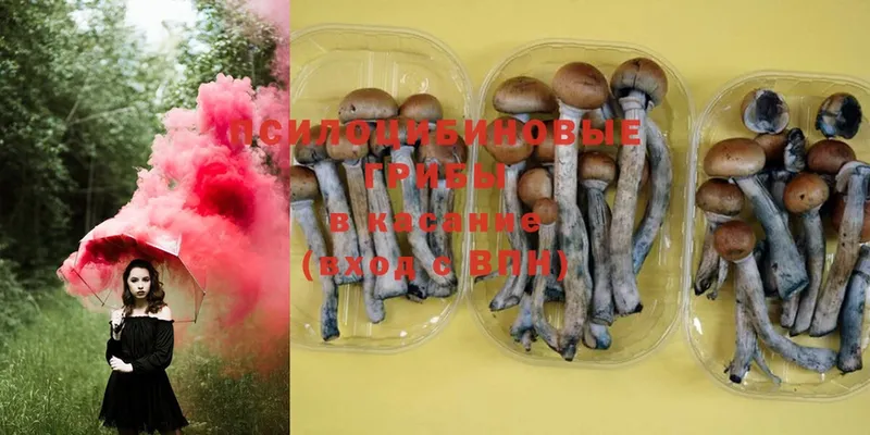 сколько стоит  Зеленокумск  Галлюциногенные грибы Magic Shrooms 